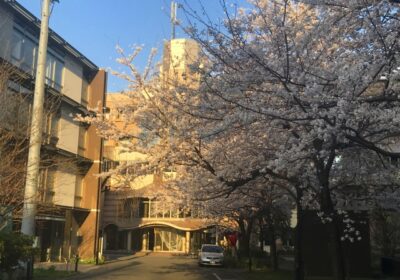 桜と学友棟