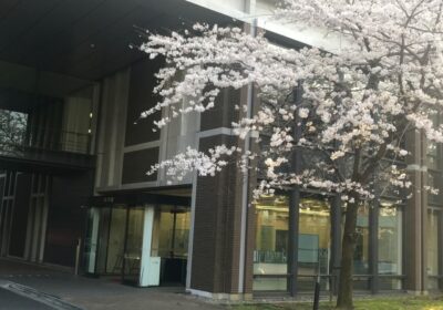 桜と8号館