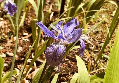 薬用植物園の一初