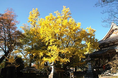 お葉付きイチョウ