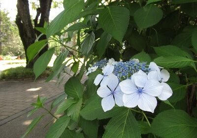 初咲きの額紫陽花