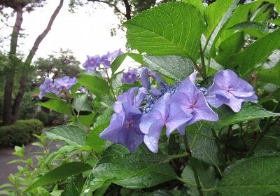 雨上がりの額紫陽花