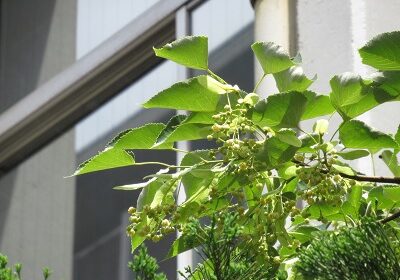 ひっそりと咲いている菩提樹の花