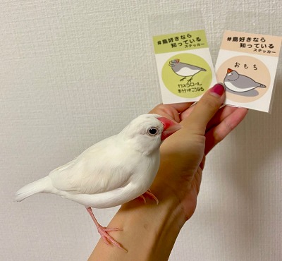 ペットの手乗り文鳥