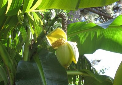 芭蕉の花