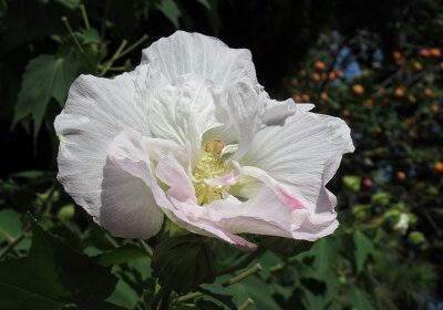 色が変わり始めの酔芙蓉（手前）と柿の木（奥）