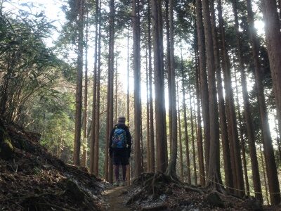 杉林の登山道を歩く