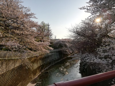 石神井川沿いの桜並木