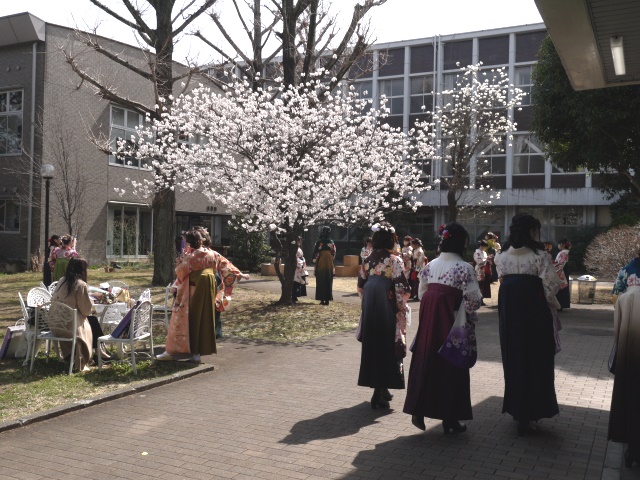 満開の桜の木に集まる卒業生