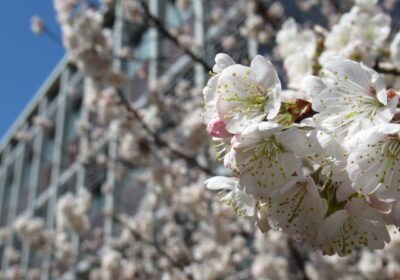 2号館と実習棟の間の桜