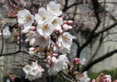 図書館脇の小道沿いの桜