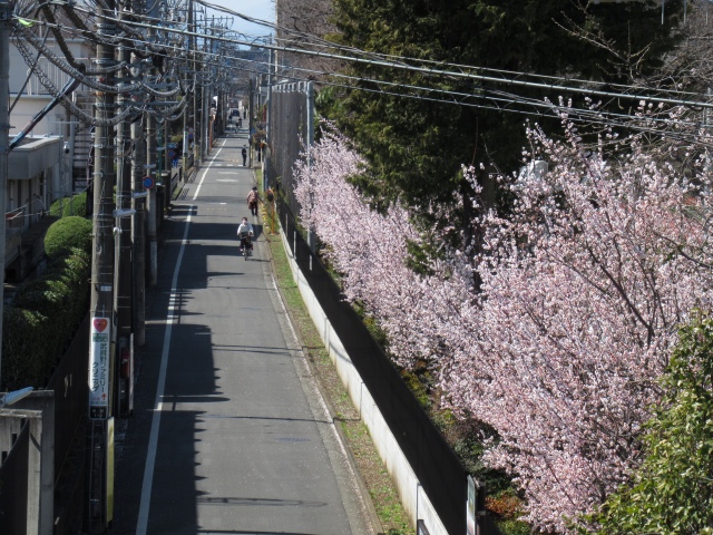 花芯が紅色の梅の並木