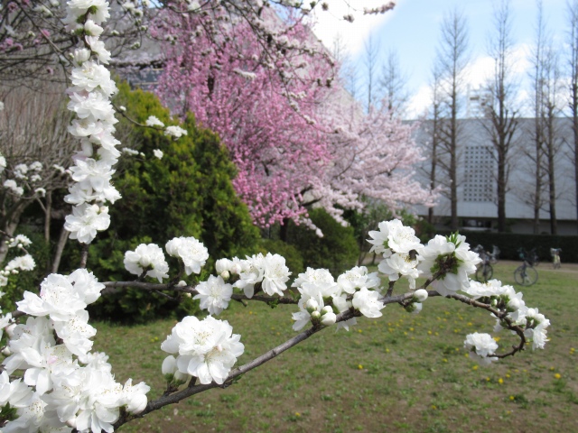 第一体育館斜向かいの桃の花