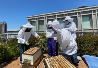 キャンパス屋上での養蜂活動