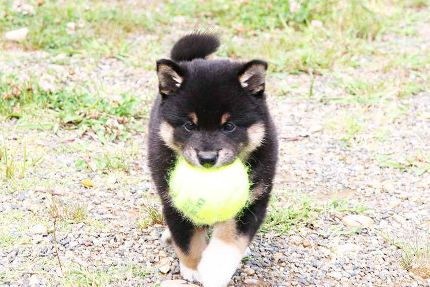 愛犬のごん太とは15年間を共にした