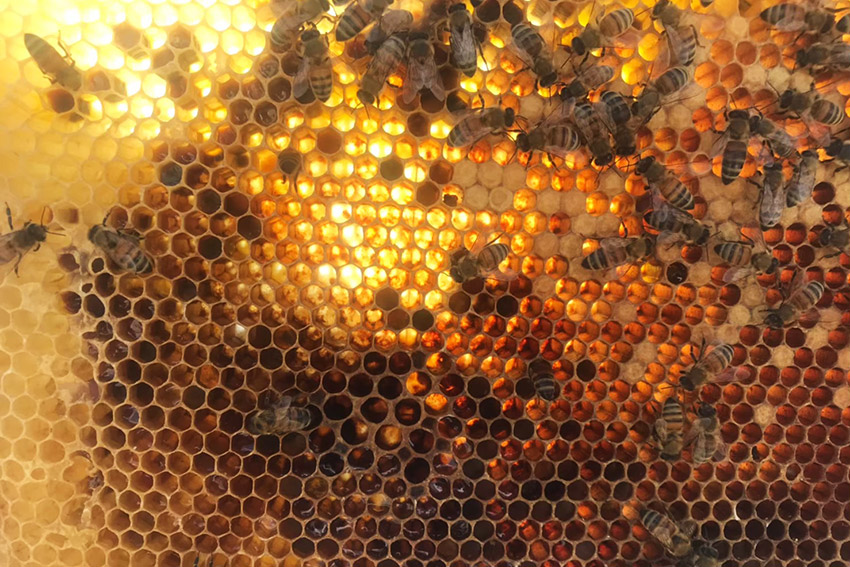 有明キャンパスの屋上に巣箱を置いてミツバチを育てた