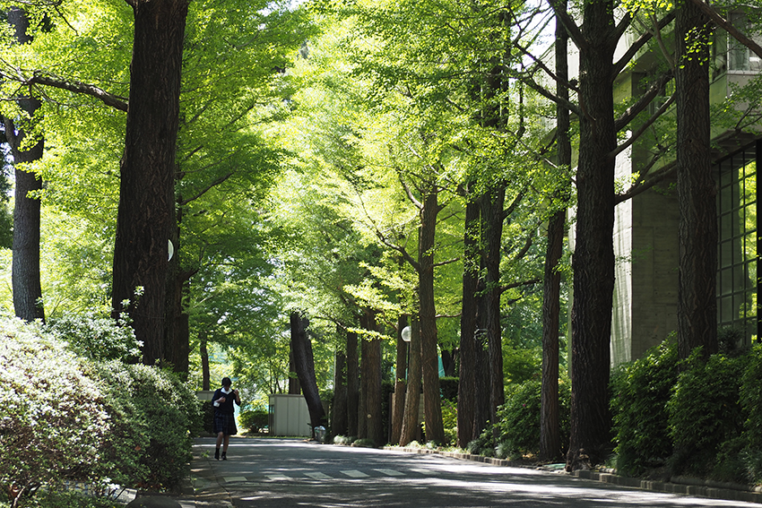 5月に入り、いちょう並木の緑も色濃く鮮やかになりました
