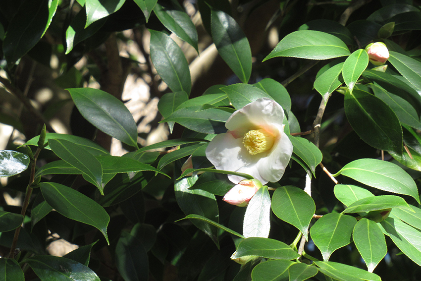 白い花をつける侘助