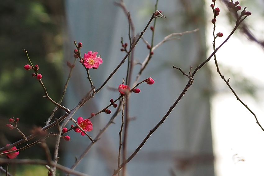 春までもう少し