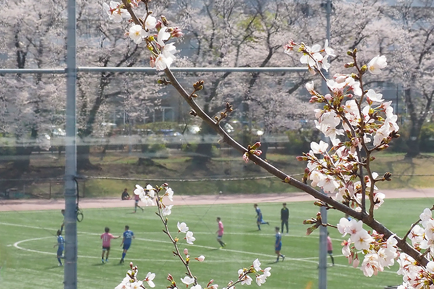 武蔵野キャンパス 松芝園グラウンドの桜も満開です