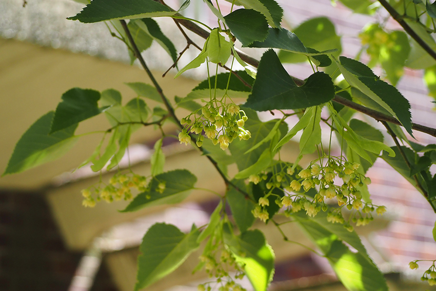 満開の菩提樹の花。お釈迦さまがその樹の下で悟りを開いたといわれています